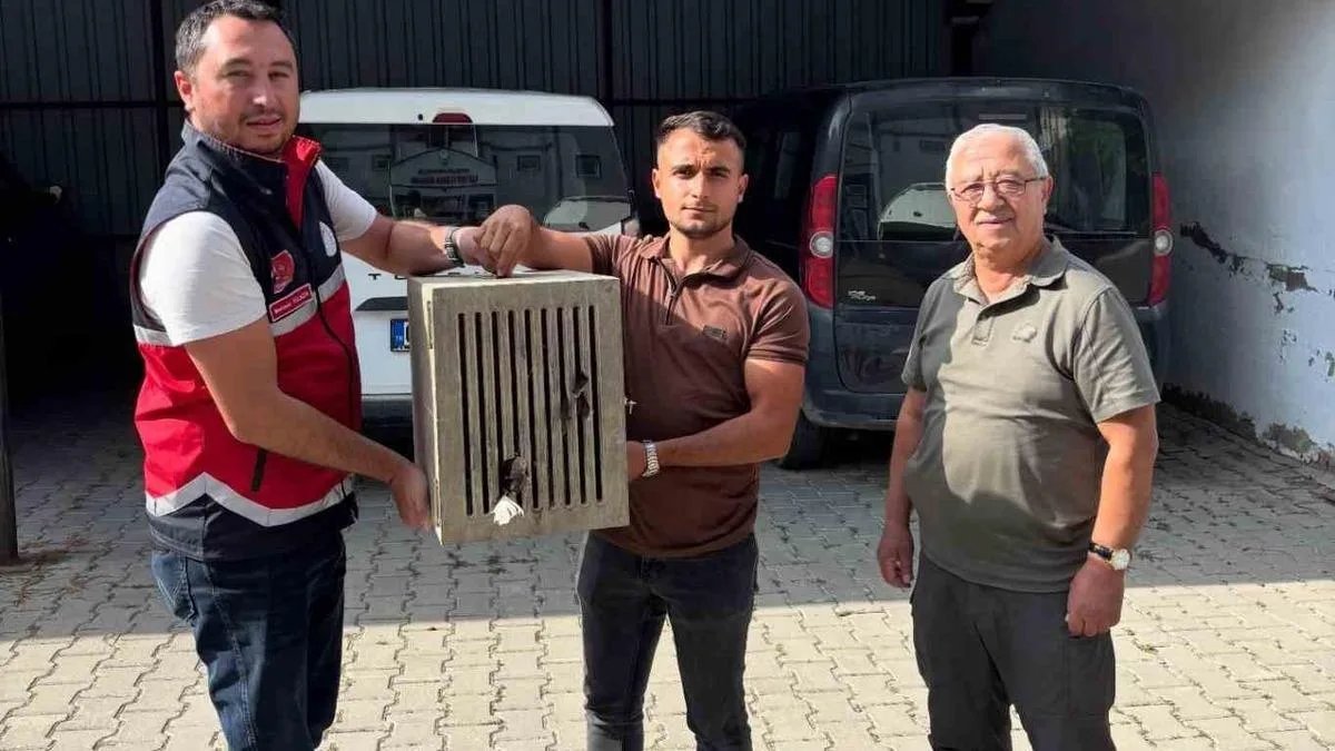 Yaralı Leylek, Devrekani’de Kurtarıldı!