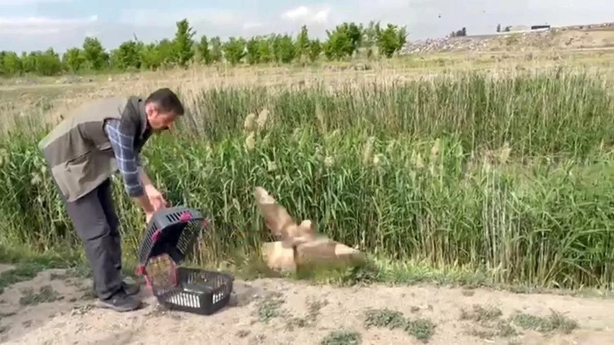 Yaralı Şahin Doğaya Yeniden Kavuştu!