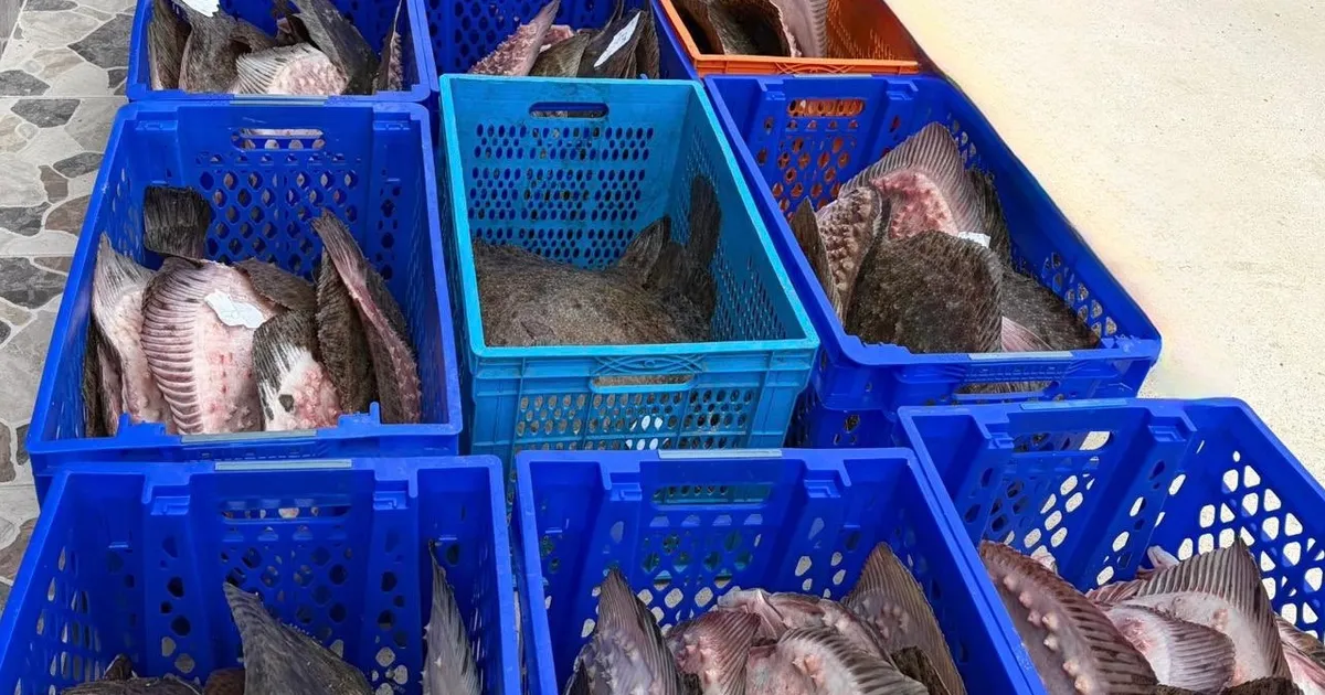 Yasadışı Kalkan Avcılığına Büyük Darbe! 169 Balık!