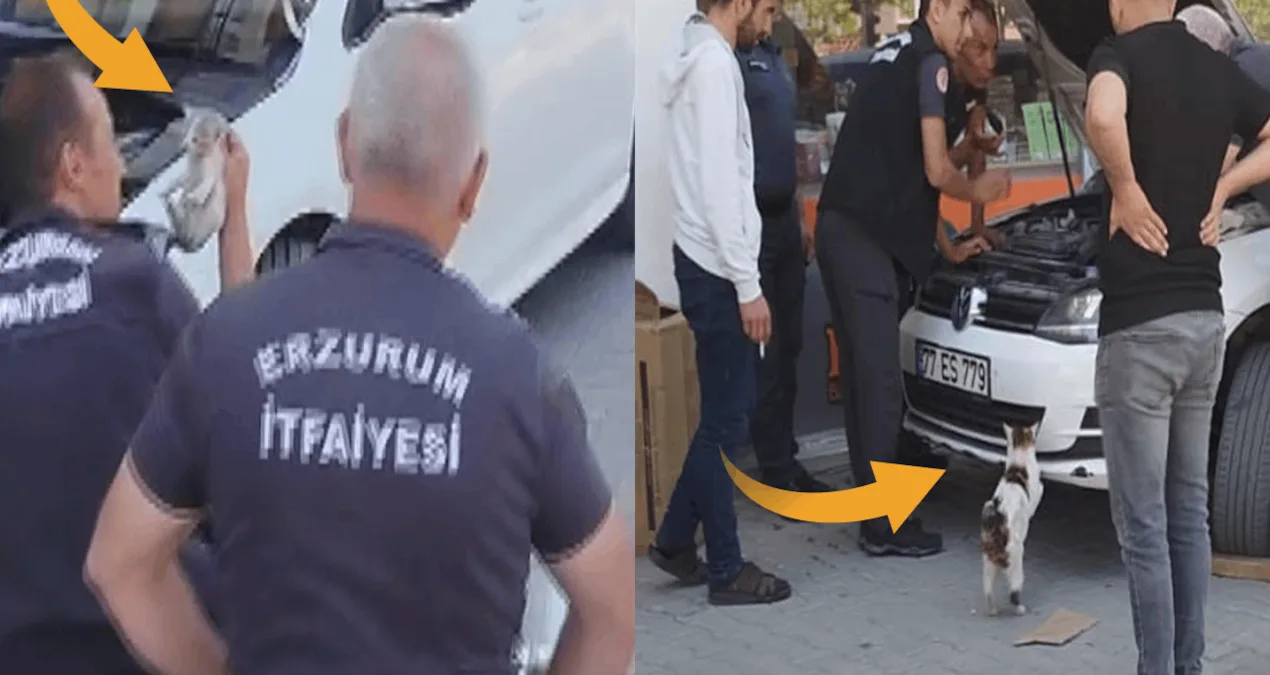 Yavru Kediler İtfaiye Ekipleriyle Kurtarıldı