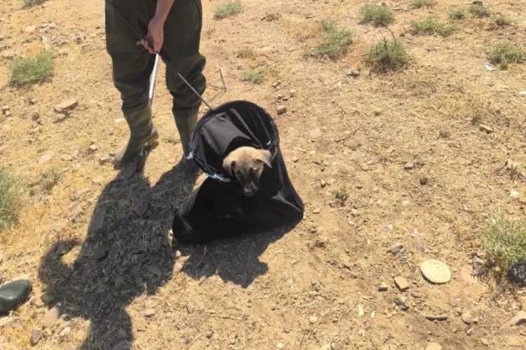 Yavru Köpek Su Kanalından Kurtarıldı!