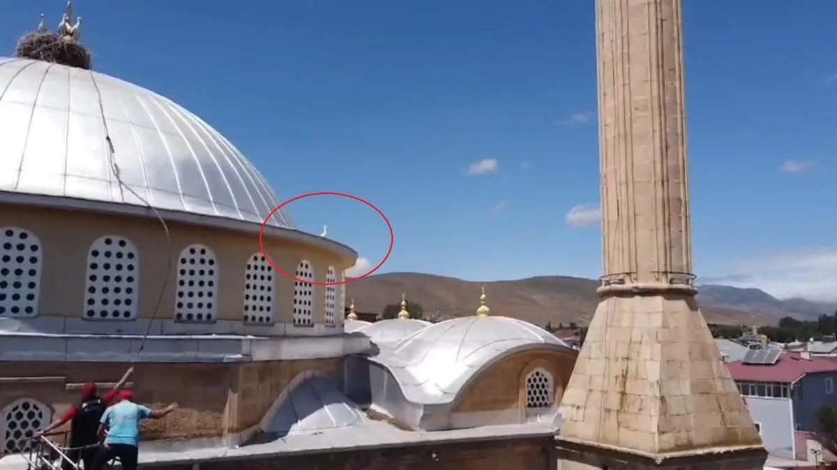 Yavru Leylek, Yuvasına Dönemedi!