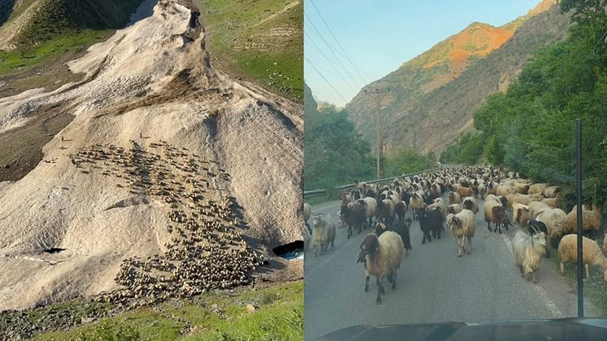 Yayla Sezonu Hakkari’de Geç Başladı!