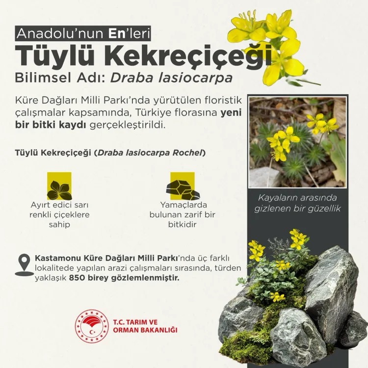 Yeni Endemik Tür: Tüylü Kekreçiçeği Türkiye’de!