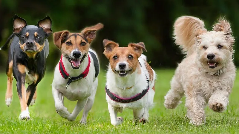 Yeni İlaçla Köpeklerin Ömrü Uzayabilir!