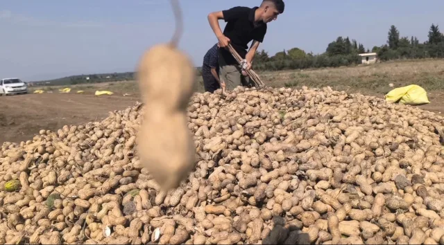 Yer Fıstığı Fiyatları Düştü, Çiftçiler Çaresiz Kaldı