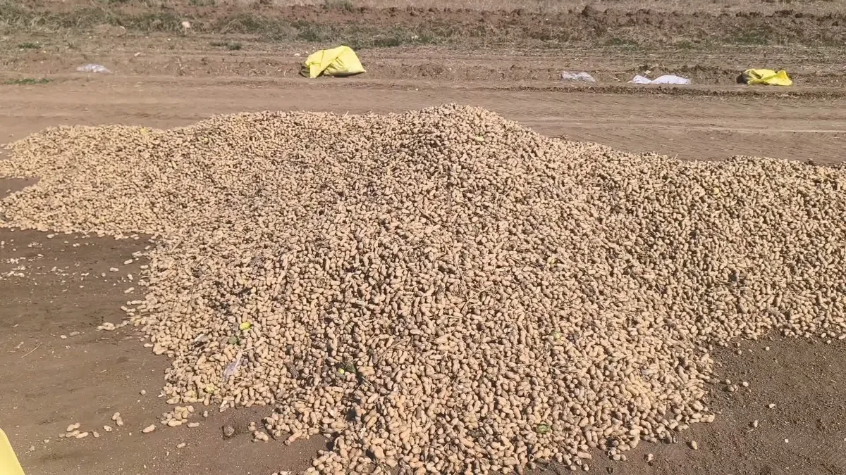 Yer Fıstığı Fiyatları Düştü, Çiftçiler Çaresiz Kaldı