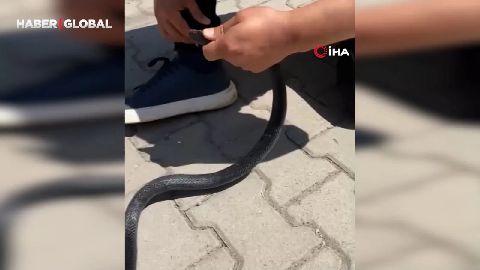 Yılancı Kemal’in Yılanla Mücadelesi Kamerada!