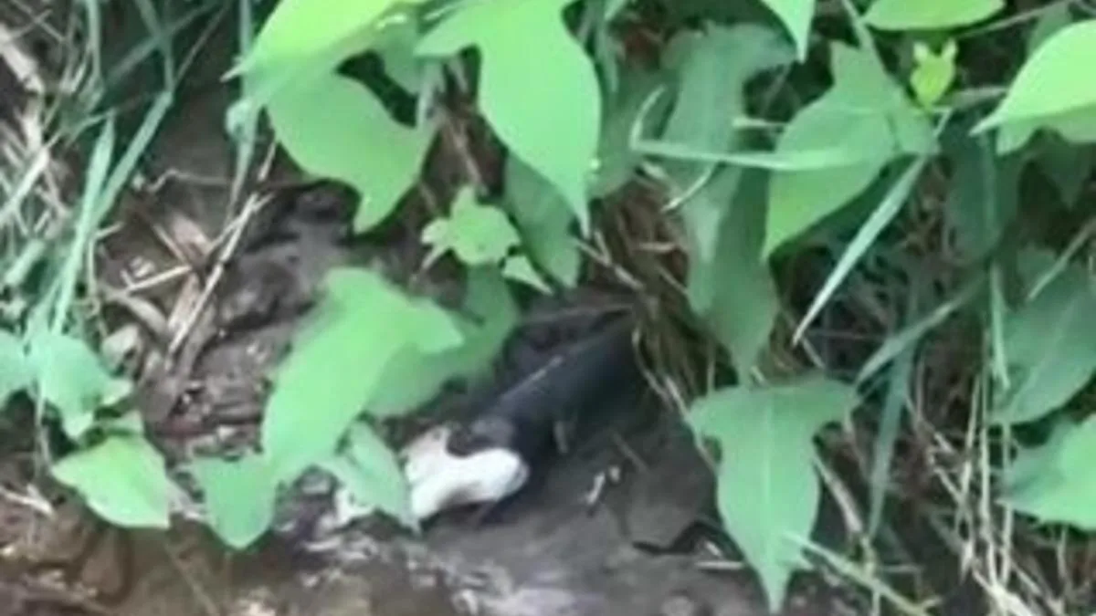 Yılanın Balık Yutma Anı Hayrete Düşürdü!