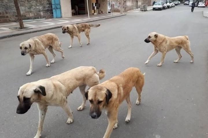 Yozgat’ta Sahipli Hayvanlara Mikroçip Zorunluluğu!