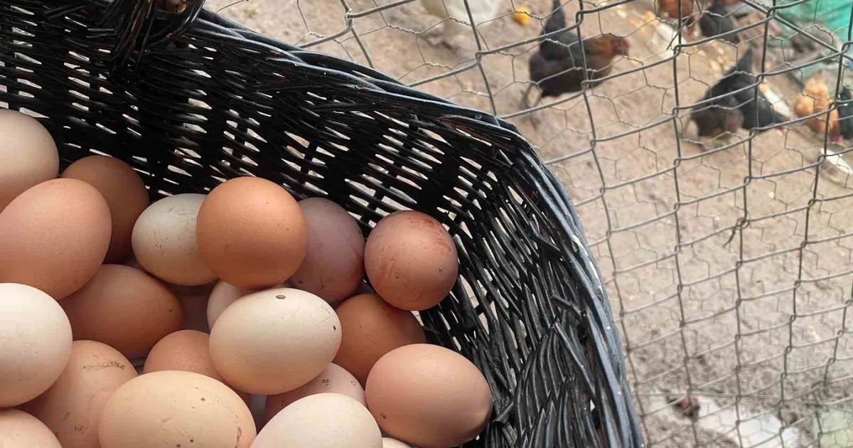 Yumurta Fiyatları Yükseliyor: Tüketici Dikkat!