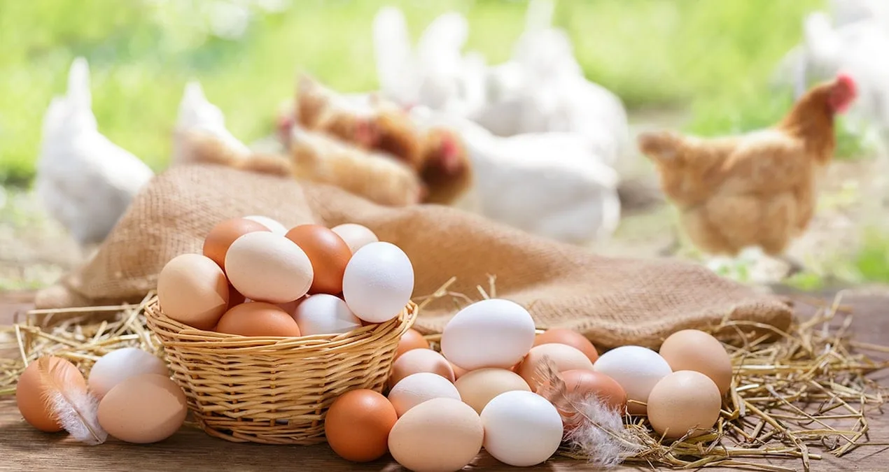 Yumurta Fiyatlarında Tarihi Düşüş! 50% İndirim!