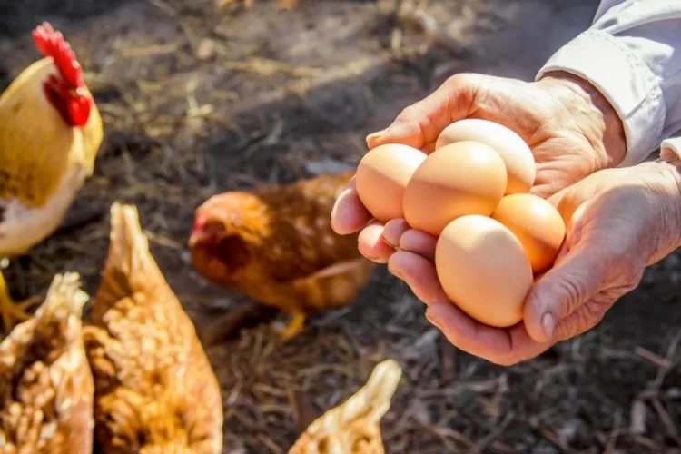 Yumurta İhracatında DFİF Kesintisi Kaldırıldı!