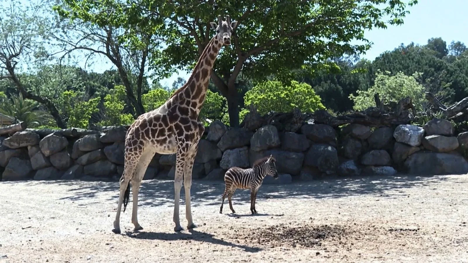 Zebra Yavrusunun Zürafa Arkadaşlığı!