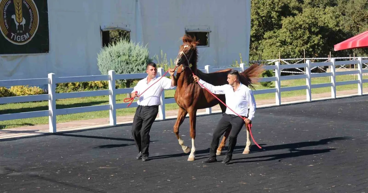 Zergüzüm Tay 1,37 Milyon Liraya Satıldı!
