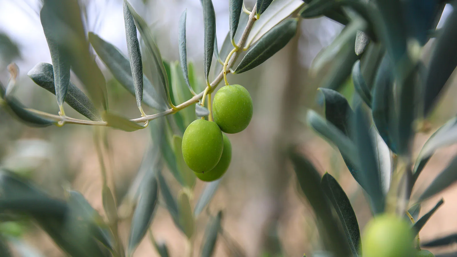 Zeytin Ağaçları İçin Sınırlı Maden Faaliyetlerine İzin!
