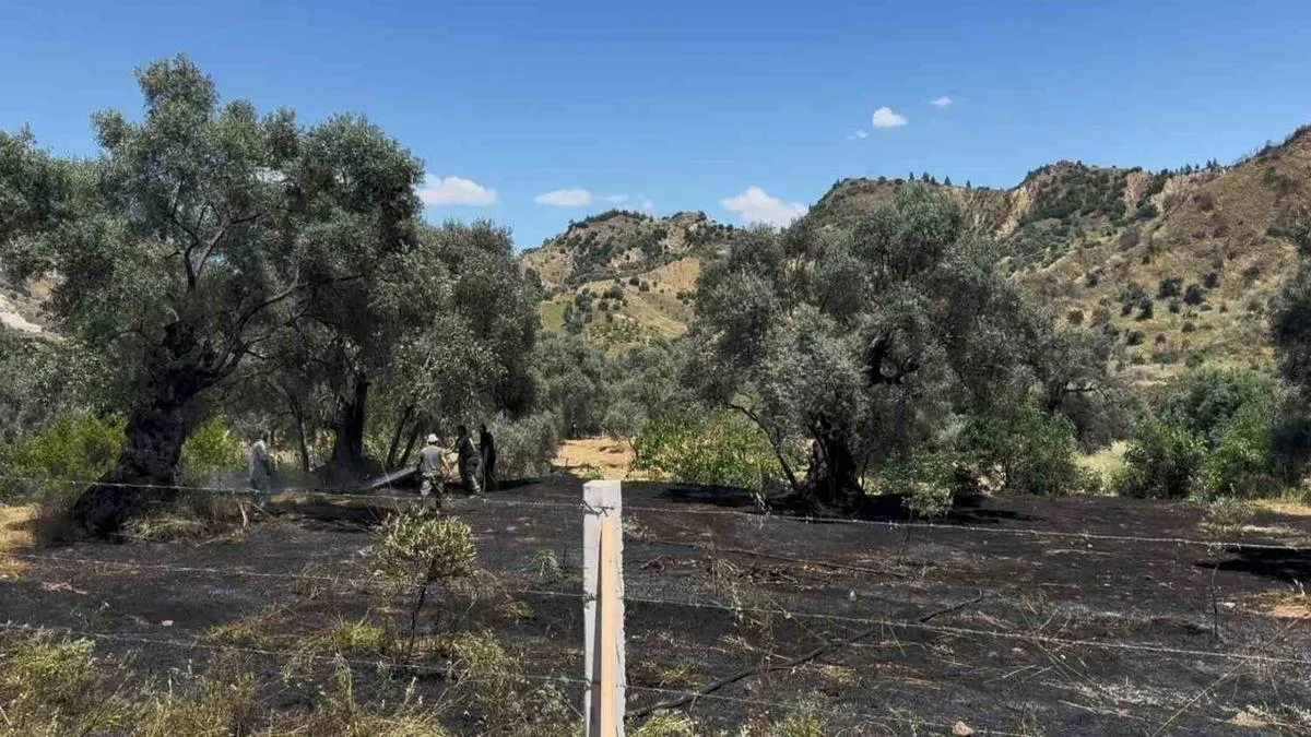 Zeytin Bahçesinde Yangın: Sigara İhmaline Dikkat!