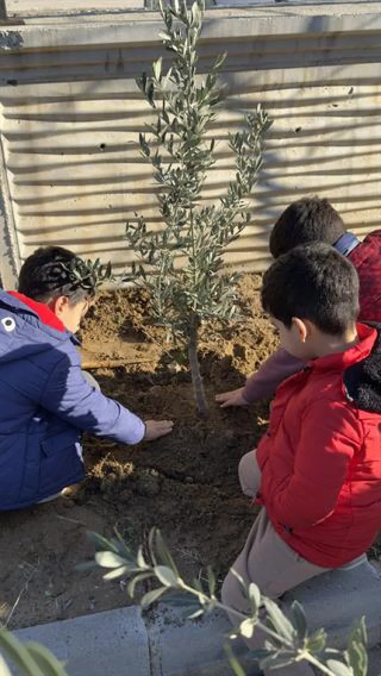 Zeytin Fidanlarıyla Hatay’da Yeşil Gelecek