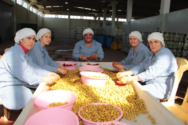 Zeytin İhracatında Rekor: 25 Milyon Dolar!