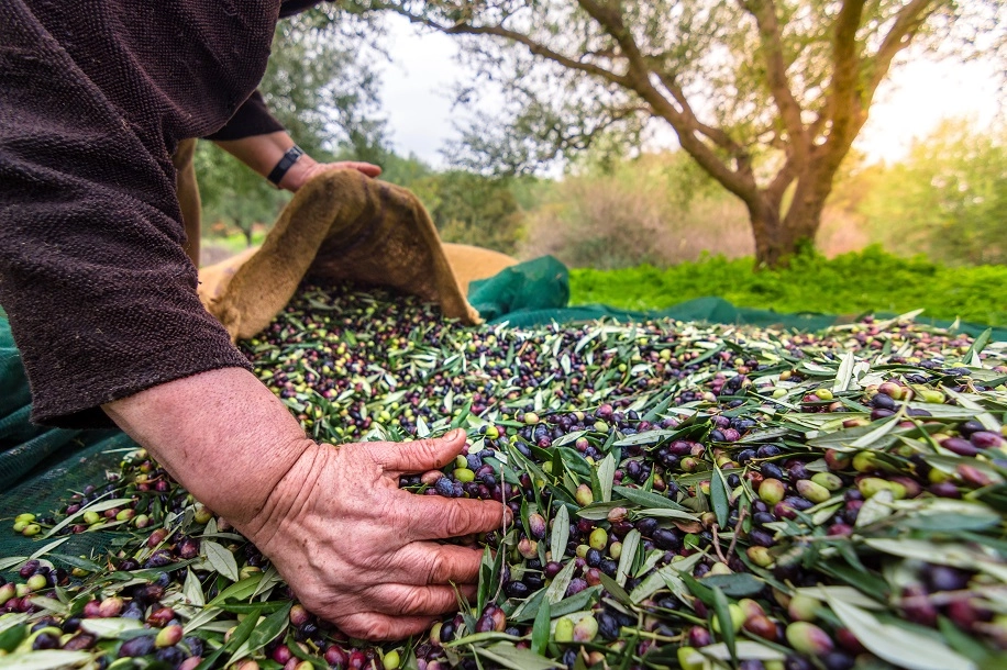 Zeytin Mirası: Fotoğraf Yarışması Başvuruları Sürüyor!