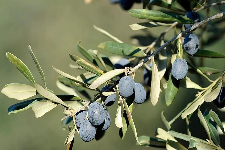 Zeytin Üreticisi Krizde: Fiyatlar Adaletsiz!
