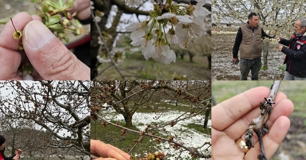 Zirai Don Mağdurlarına 65 İl’de Destek Müjdesi!